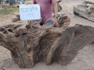 Large piece of weathered driftwood on ground.